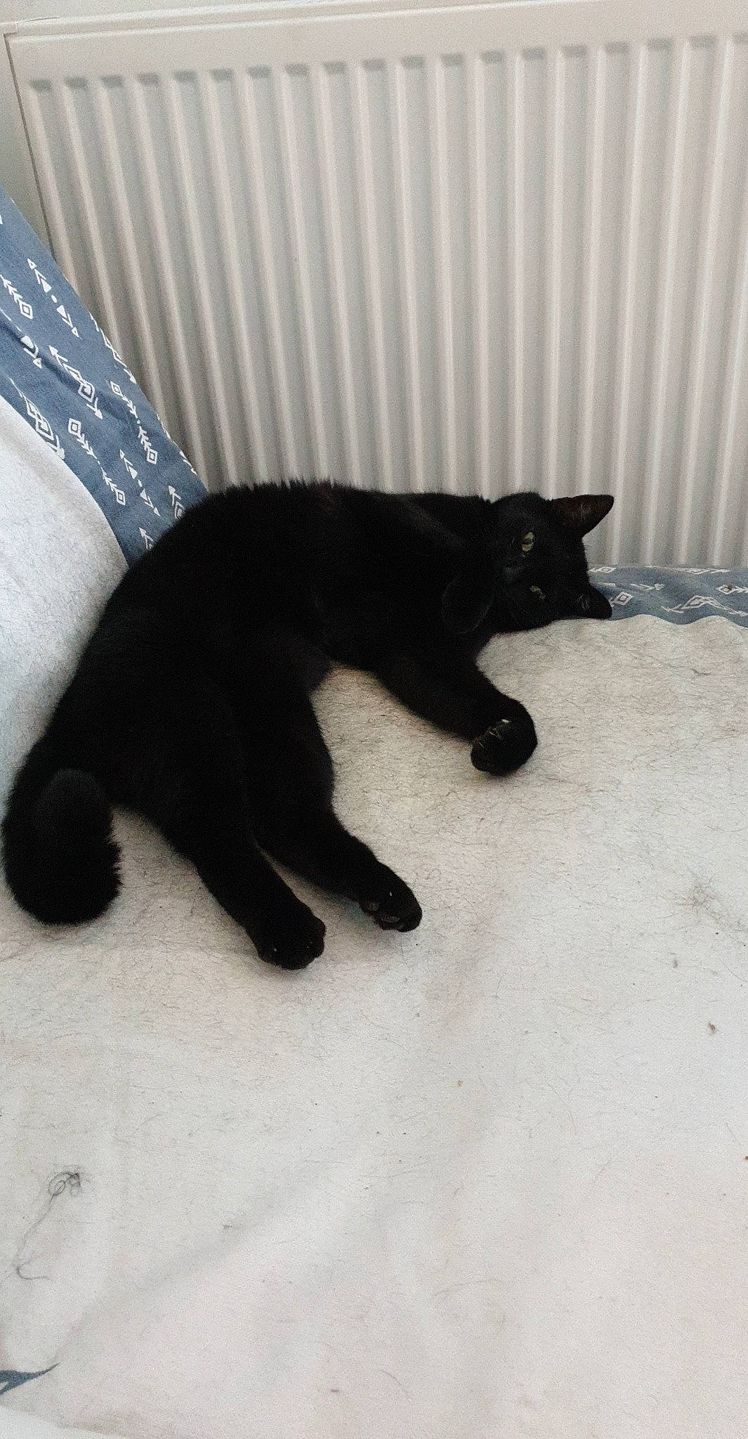 Jack a rejoint le concours — aidez-le/la à gagner de superbes lots ! black, black_cat, bombay, british_shorthair, carnivore, cat, claw, domestic_short_haired_cat, felidae, fur, paw, polydactyl_cat, small_to_medium_sized_cats, tail, whiskers
