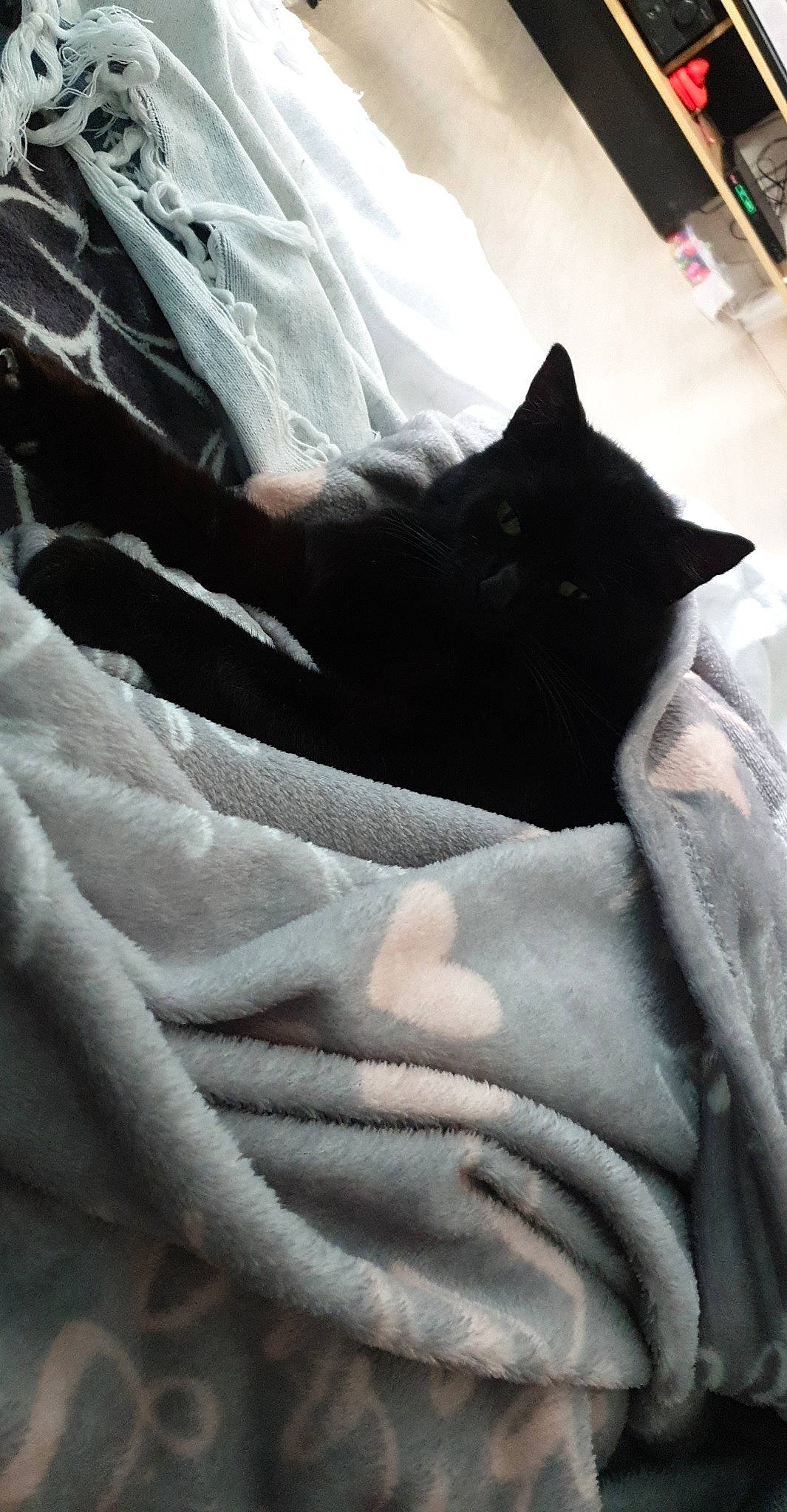 Jack a rejoint le concours — aidez-le/la à gagner de superbes lots ! bed_sheet, bedding, black, black_and_white, blanket, cat, felidae, fur, linens, room, small_to_medium_sized_cats, textile, whiskers