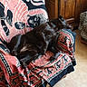 Nyla participe au concours pour gagner de l'argent avec cette photo : bed_sheet, bedding, blanket, canidae, carnivore, cat, chair, companion_dog, couch, furniture, linens, non_sporting_group, puppy, room, slipcover, sporting_group, textile