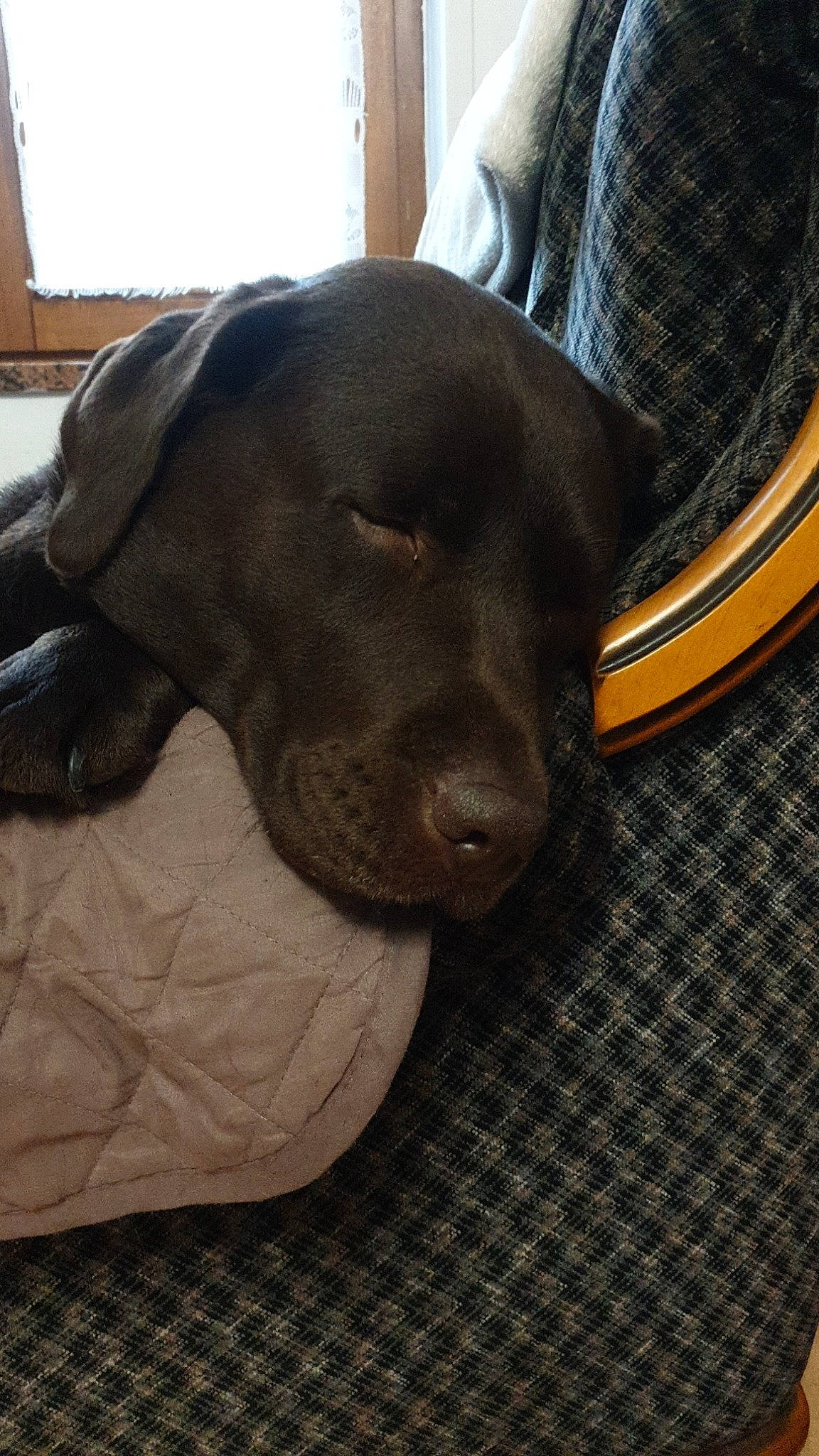 Nyla