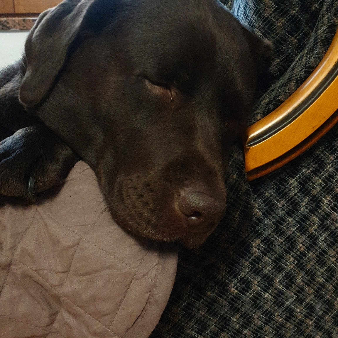 Nyla