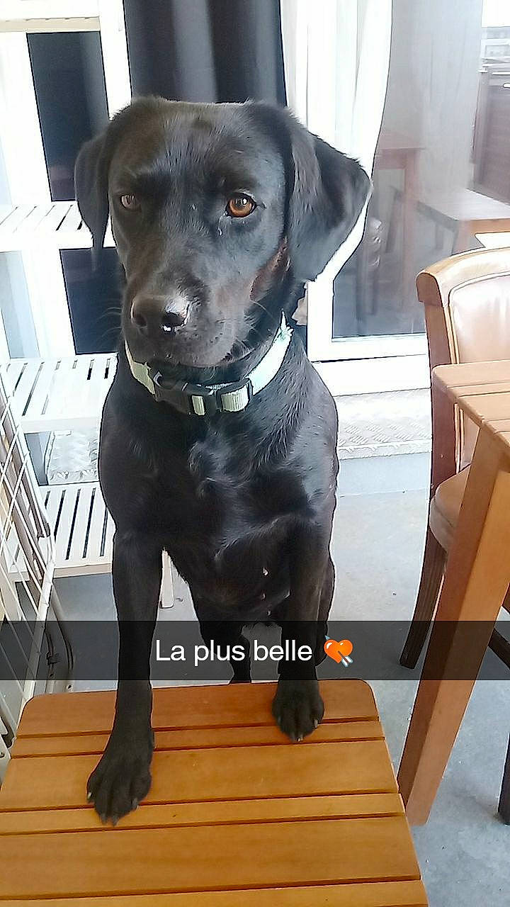 Mafia participe au concours pour gagner de l'argent avec cette photo : borador, canidae, carnivore, collar, companion_dog, dog, dog_breed, dog_collar, fawn, fixture, flooring, gun_dog, hardwood, liver, pet_supply, sporting_group, whiskers, wood, wood_flooring, working_animal