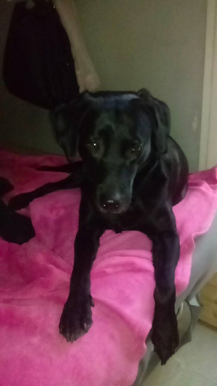 Mafia a rejoint le concours — aidez-le/la à gagner de superbes lots ! borador, carnivore, companion_dog, dog, dog_breed, ear, fawn, fur, guard_dog, gun_dog, liver, magenta, pointing_breed, purple, retriever, snout, sporting_group, tail, whiskers, working_animal