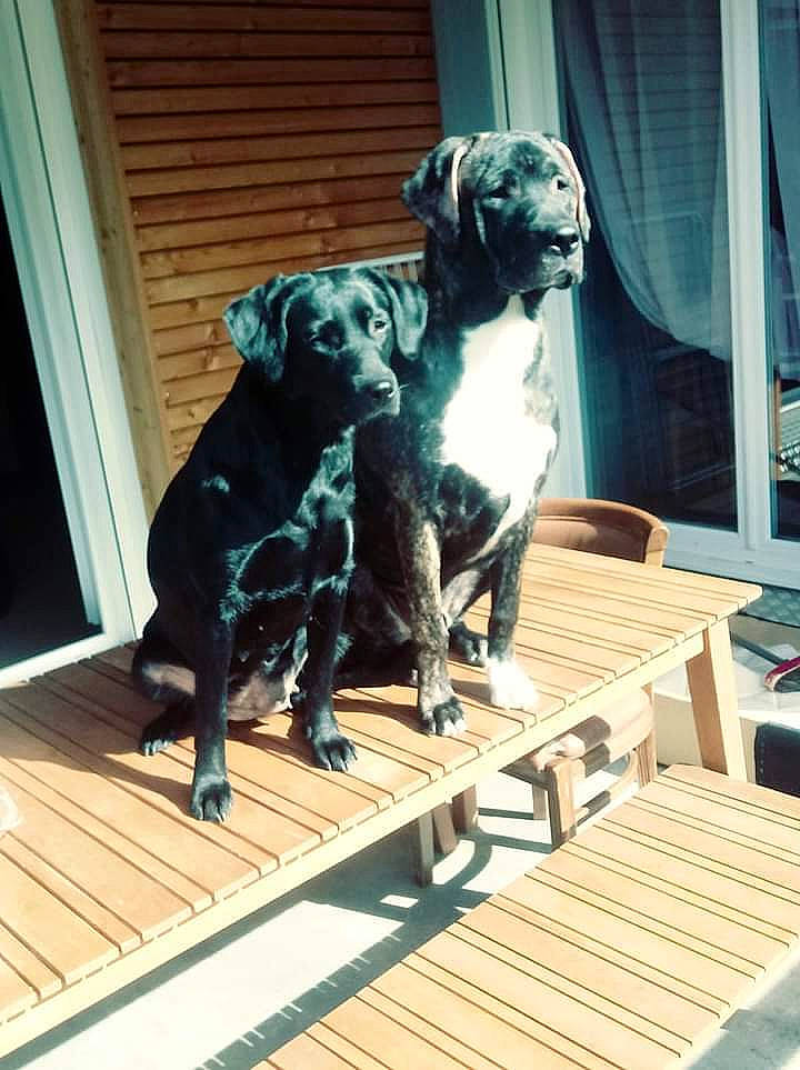 Mafia a rejoint le concours — aidez-le/la à gagner de superbes lots ! art, canidae, carnivore, companion_dog, curtain, dog, dog_breed, fawn, flooring, gun_dog, hardwood, metal, sculpture, snout, sporting_group, statue, tail, window, wood, working_animal