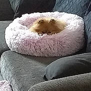 Amber is registered to the contest to win money with this photo: dog, pet_bed, fluffy, couch, gray, plush, cozy, indoor, resting, small_dog, fur, home, comfort, relaxing, animal, furniture, soft, nap, living_room, cute