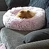 dog, pet_bed, fluffy, couch, gray, plush, cozy, indoor, resting, small_dog, fur, home, comfort, relaxing, animal, furniture, soft, nap, living_room, cute