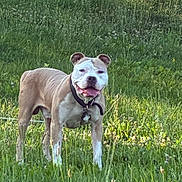 Scooby is registered to the contest to win money with this photo: animal, canine, collar, cute, daylight, dog, field, friendly, grass, greenery, happy, mammal, nature, outdoor, pet, playful, standing, summer, sunlight, tongue