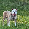 animal, canine, collar, cute, daylight, dog, field, friendly, grass, greenery, happy, mammal, nature, outdoor, pet, playful, standing, summer, sunlight, tongue