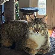 Cinnabon is registered to the contest to win money with this photo: cat, tabby, green_eyes, pet, indoor, carpeted_perch, window, stool, natural_light, home, furniture, animal, fur, whiskers, ears, relaxed, looking, closeup, domestic, cozy