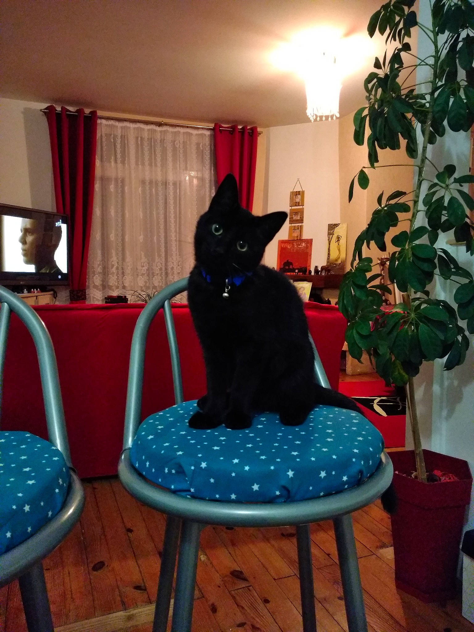 Cookie a rejoint le concours — aidez-le/la à gagner de superbes lots ! black_cat, carnivore, cat, chair, felidae, furniture, interior_design, room, schipperke, small_to_medium_sized_cats, table, whiskers