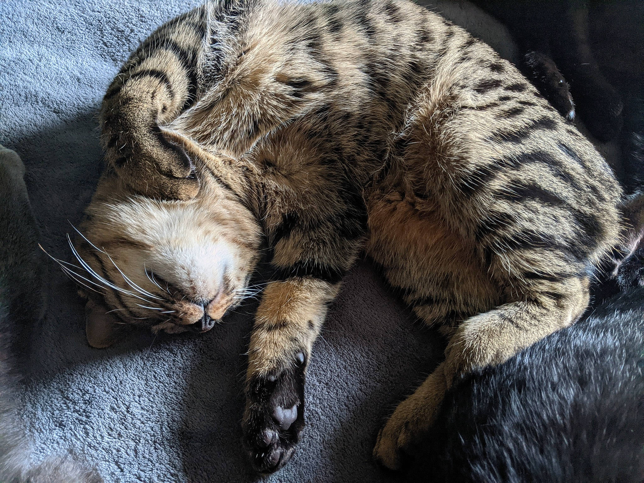 Butthead is registered to the contest to win money with this photo: american_shorthair, carnivore, cat, claw, domestic_short_haired_cat, dragon_li, egyptian_mau, european_shorthair, felidae, fur, mammal, nap, paw, pixie_bob, sleep, small_to_medium_sized_cats, snout, tabby_cat, whiskers, wild_cat