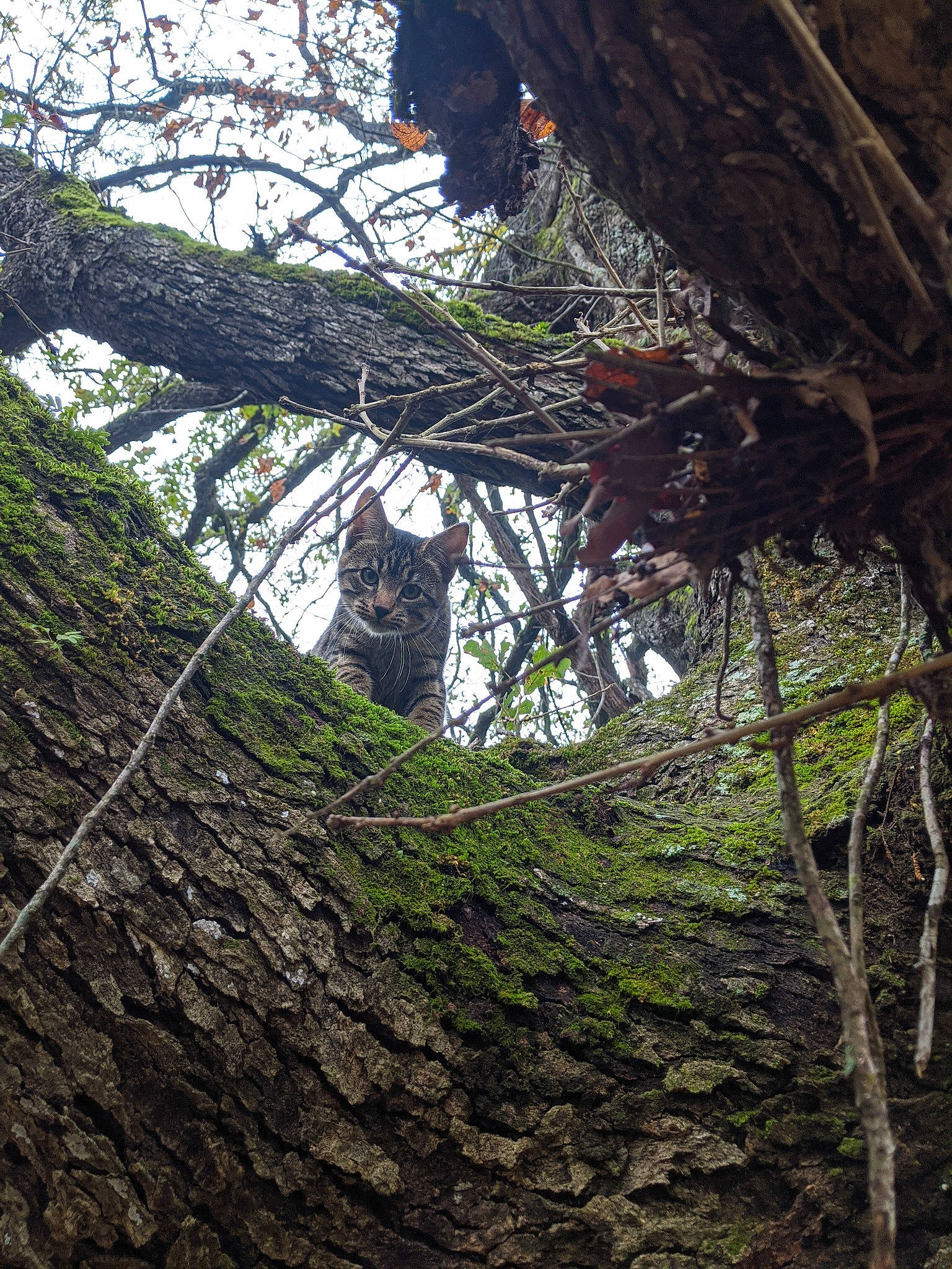 Butthead joined the competition — help win amazing prizes! bigtree, botany, branch, deciduous, forest, jungle, moss, old_growth_forest, plant, plant_stem, rainforest, redwood, shellbark_hickory, tree, trunk, twig, valdivian_temperate_rain_forest, wood, woodland, woody_plant