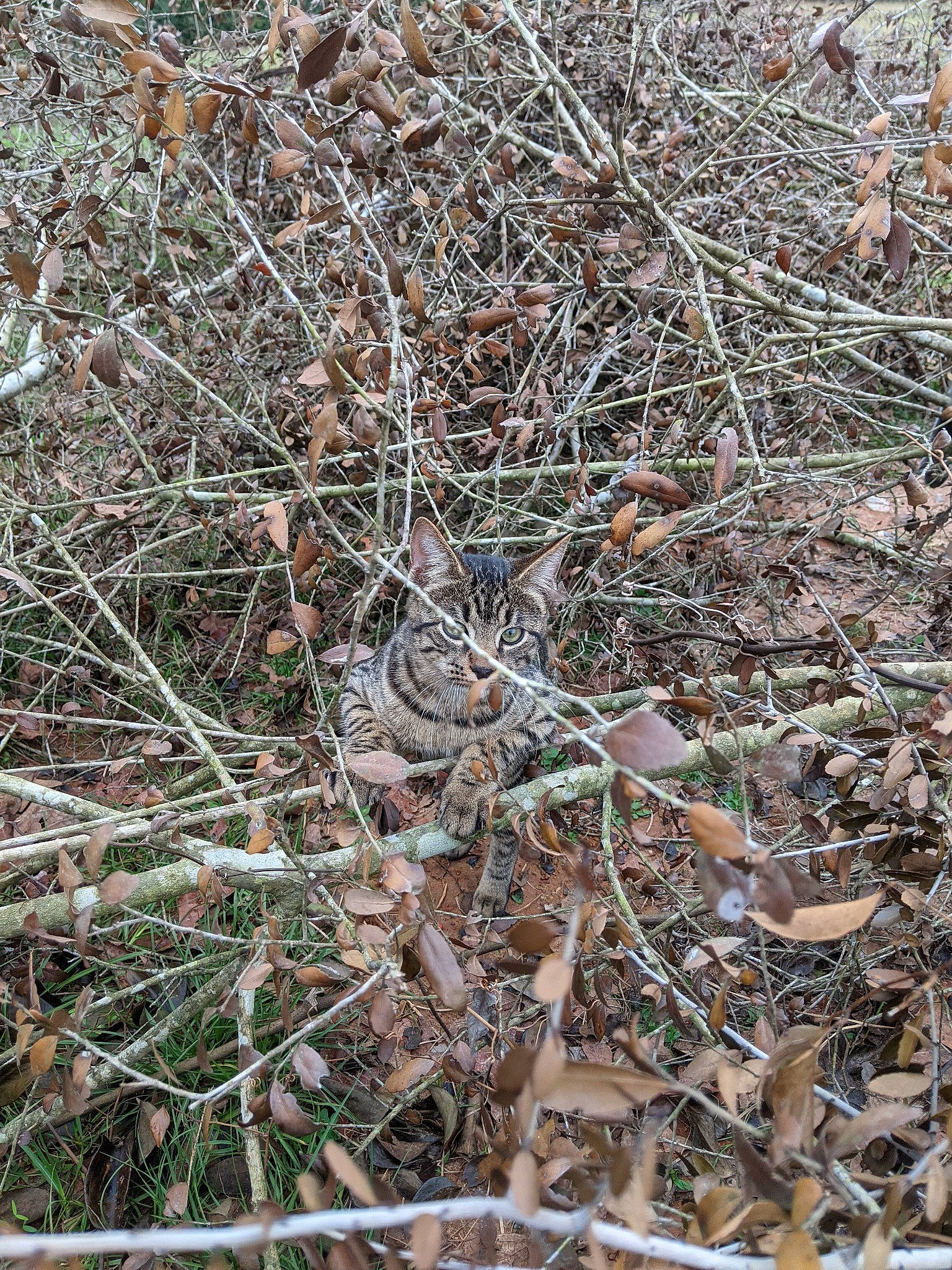 Butthead is registered to the contest to win money with this photo: adaptation, branch, grass, organism, plant, soil, subshrub, tree, twig