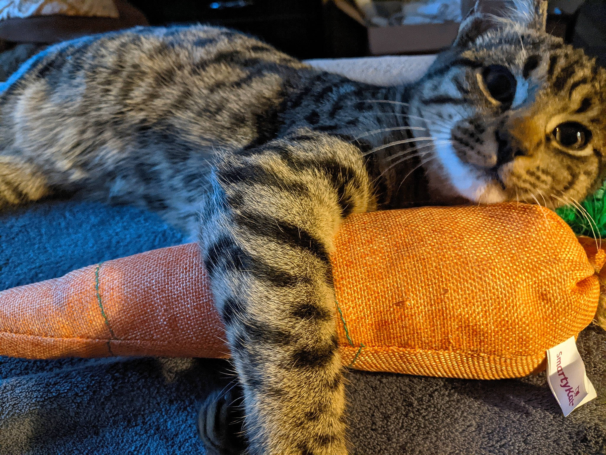 Butthead is registered to the contest to win money with this photo: asian, california_spangled, carnivore, cat, domestic_short_haired_cat, dragon_li, european_shorthair, felidae, fur, kitten, mammal, ocicat, paw, pixie_bob, small_to_medium_sized_cats, tabby_cat, toyger, vertebrate, whiskers, wild_cat