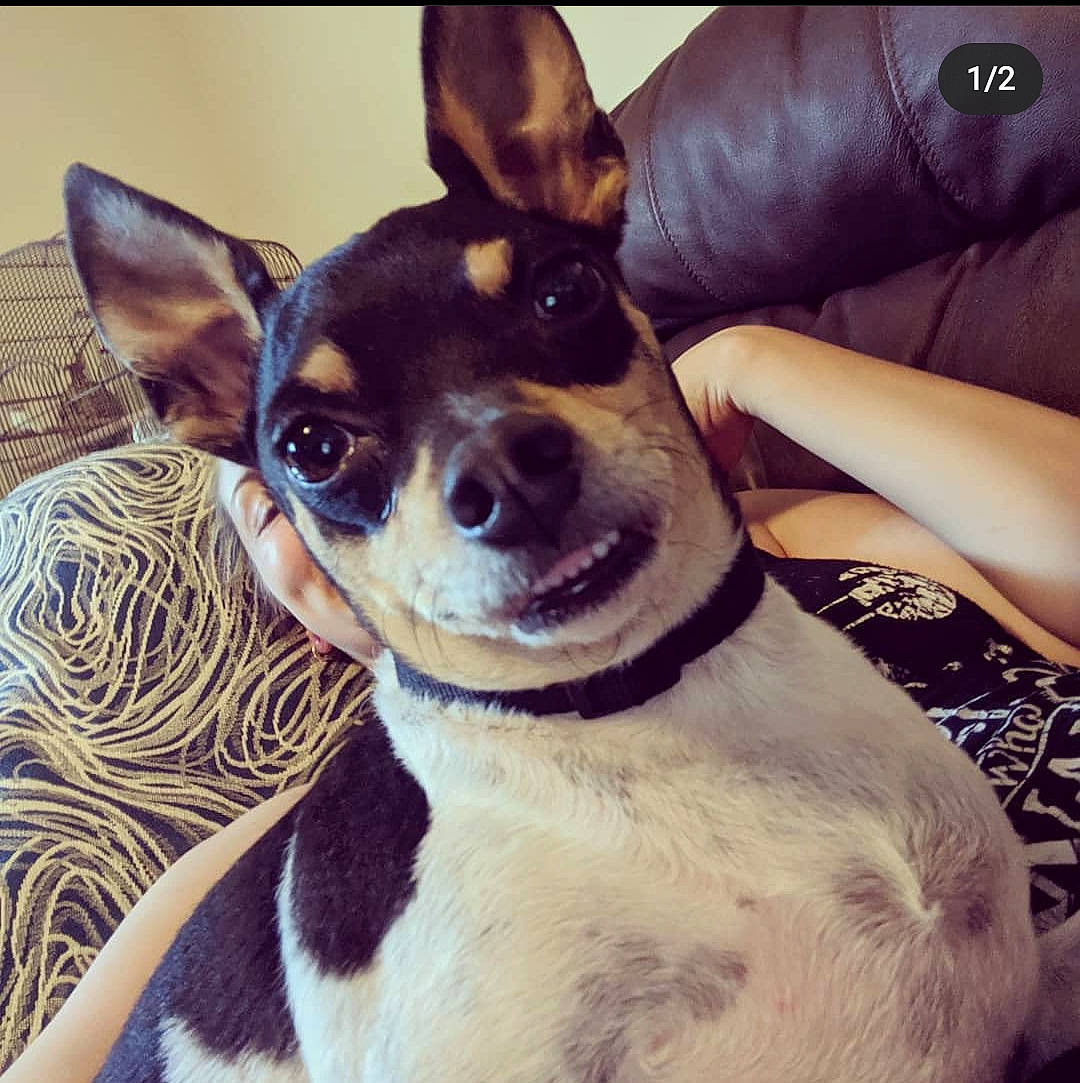 Dragon Booger joined the competition — help win amazing prizes! canidae, carnivore, companion_dog, cool, dog, dog_breed, ear, english_toy_terrier, feist, head, mammal, miniature_fox_terrier, nose, rat_terrier, ratonero_bodeguero_andaluz, snout, teddy_roosevelt_terrier, tenterfield_terrier, toy_fox_terrier, vertebrate