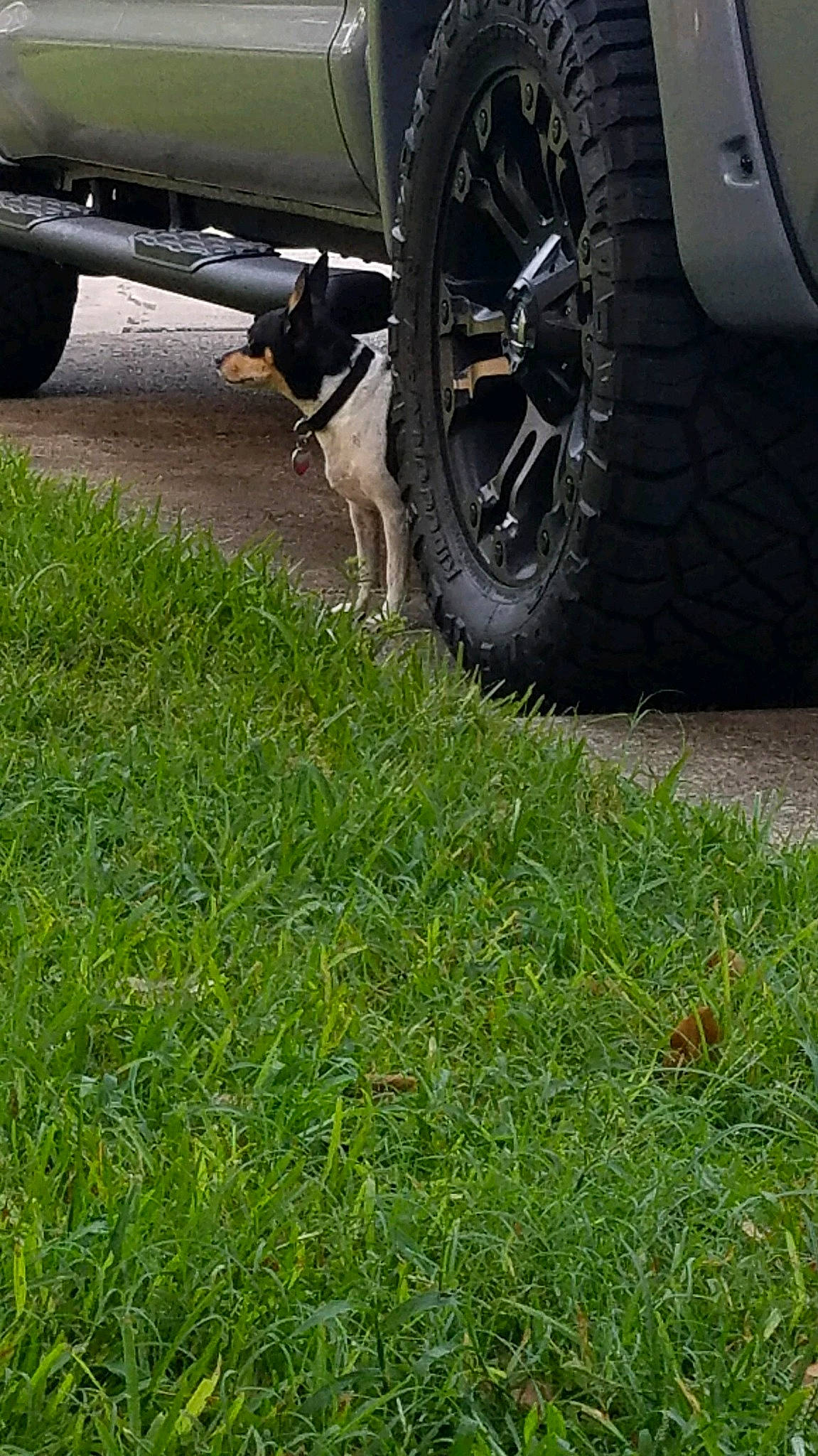 Dragon Booger is registered to the contest to win money with this photo: alloy_wheel, auto_part, automotive_exterior, automotive_tire, automotive_wheel_system, car, fender, grass, lawn, motor_vehicle, plant, rim, spoke, synthetic_rubber, tire, tire_care, tread, vehicle, wheel