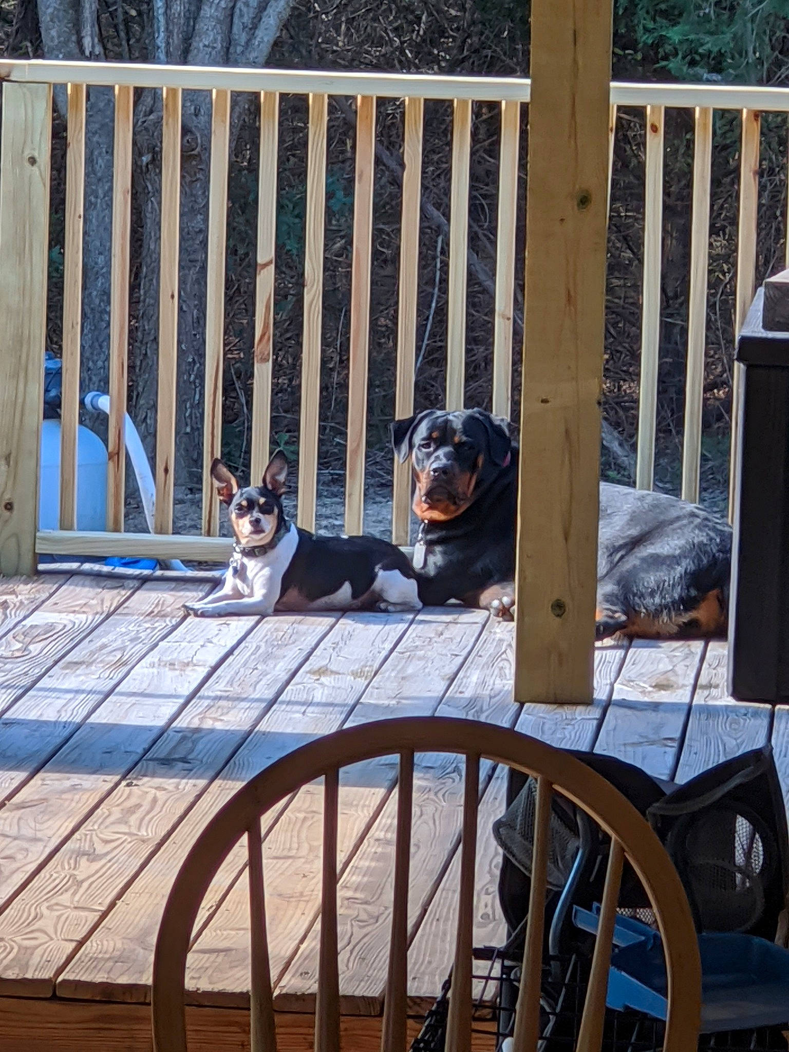 Dragon Booger joined the competition — help win amazing prizes! baby_products, canidae, carnivore, companion_dog, deck, dog, dog_breed, fence, iron, outdoor_structure, porch, puppy, sporting_group