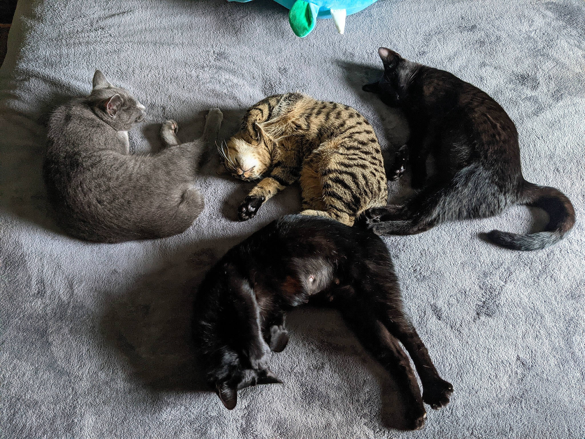 Mama Lizzie is registered to the contest to win money with this photo: asian, carnivore, cat, domestic_short_haired_cat, dragon_li, egyptian_mau, european_shorthair, felidae, kitten, mammal, ocicat, small_to_medium_sized_cats, snout, tabby_cat, tail, vertebrate, whiskers