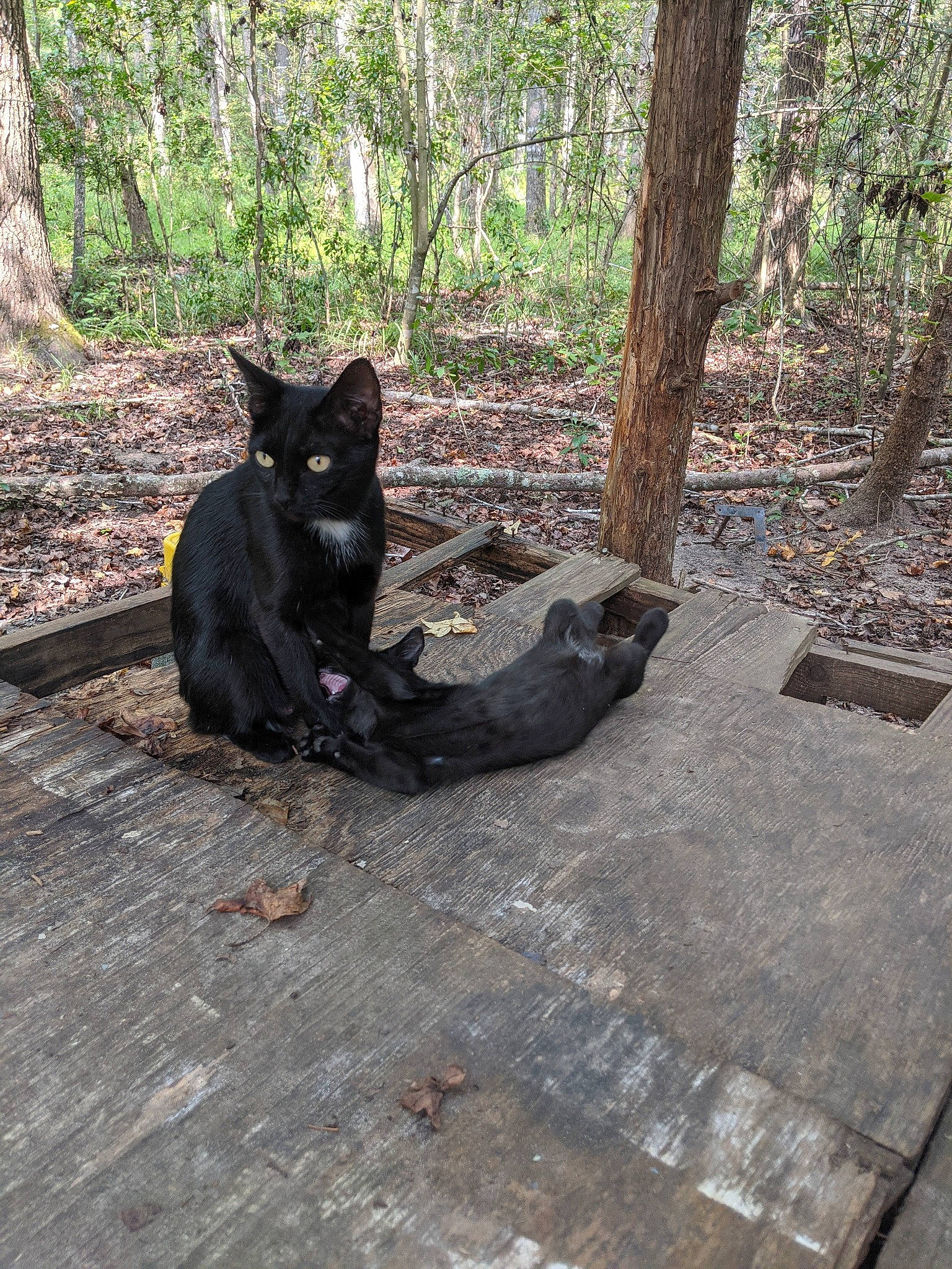 Mama Lizzie joined the competition — help win amazing prizes! black_cat, black_norwegian_elkhound, canidae, carnivore, cat, dog_breed, felidae, kai_ken, schipperke, small_to_medium_sized_cats, tail, tree, wood