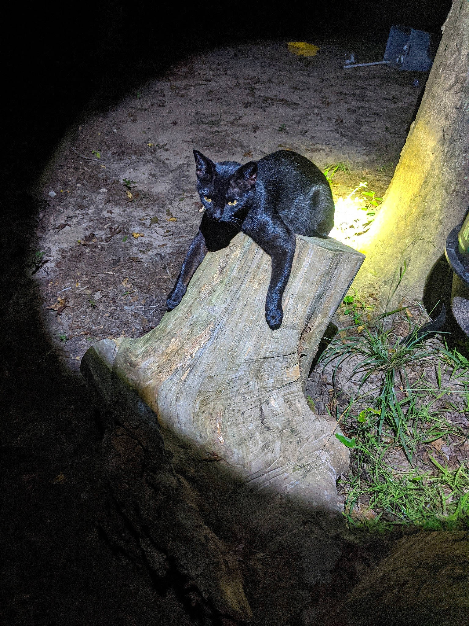 Mama Lizzie is registered to the contest to win money with this photo: black_cat, carnivore, cat, felidae, small_to_medium_sized_cats, tail, tree, whiskers