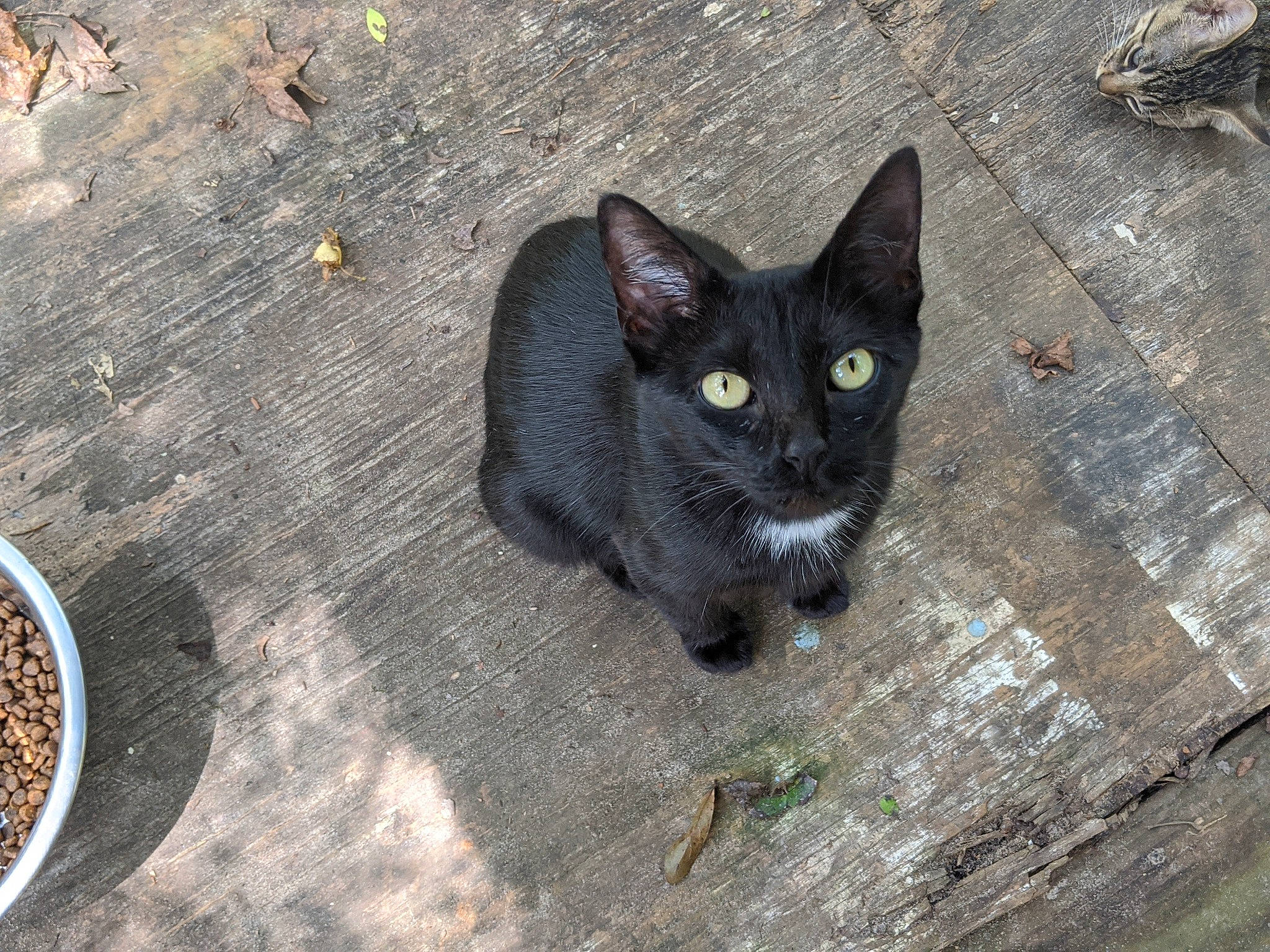 Mama Lizzie joined the competition — help win amazing prizes! asian, black_cat, bombay, burmese, carnivore, cat, domestic_short_haired_cat, european_shorthair, eye, felidae, german_rex, korat, small_to_medium_sized_cats, whiskers