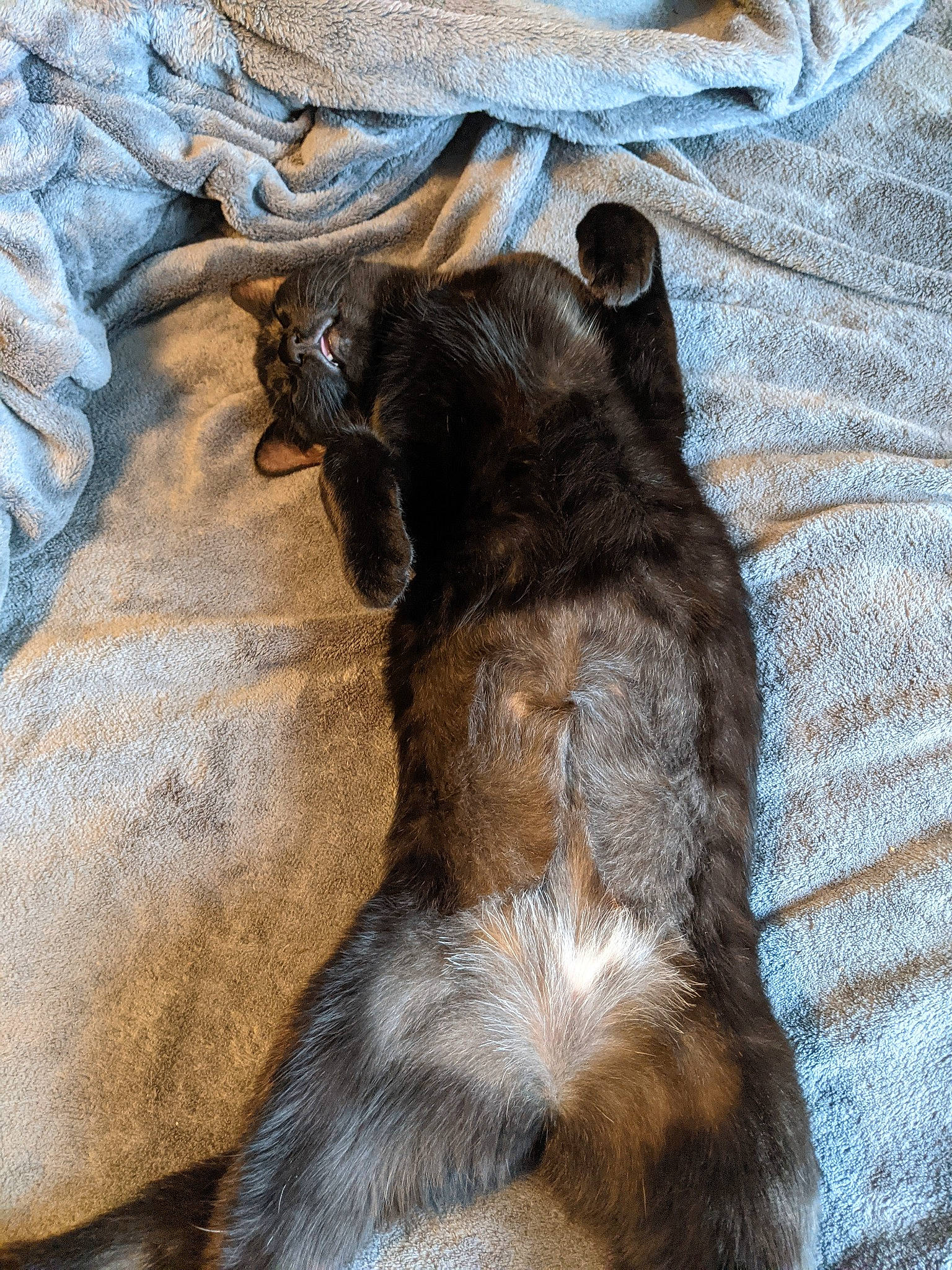 Little Girl Shadow is registered to the contest to win money with this photo: canidae, carnivore, dog, dog_breed, miniature_schnauzer, puppy, tail