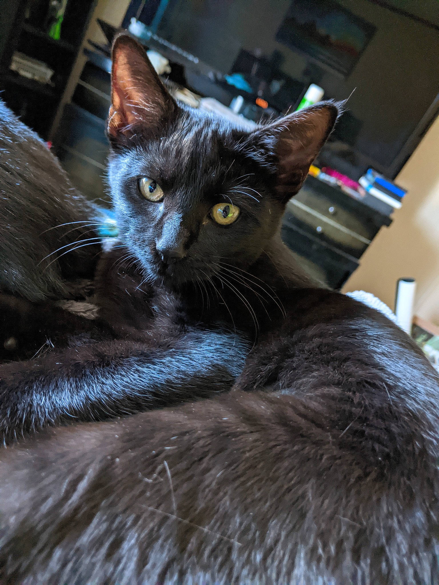 Little Girl Shadow is registered to the contest to win money with this photo: asian, black_cat, burmese, carnivore, cat, domestic_short_haired_cat, eye, felidae, german_rex, small_to_medium_sized_cats, snout, whiskers