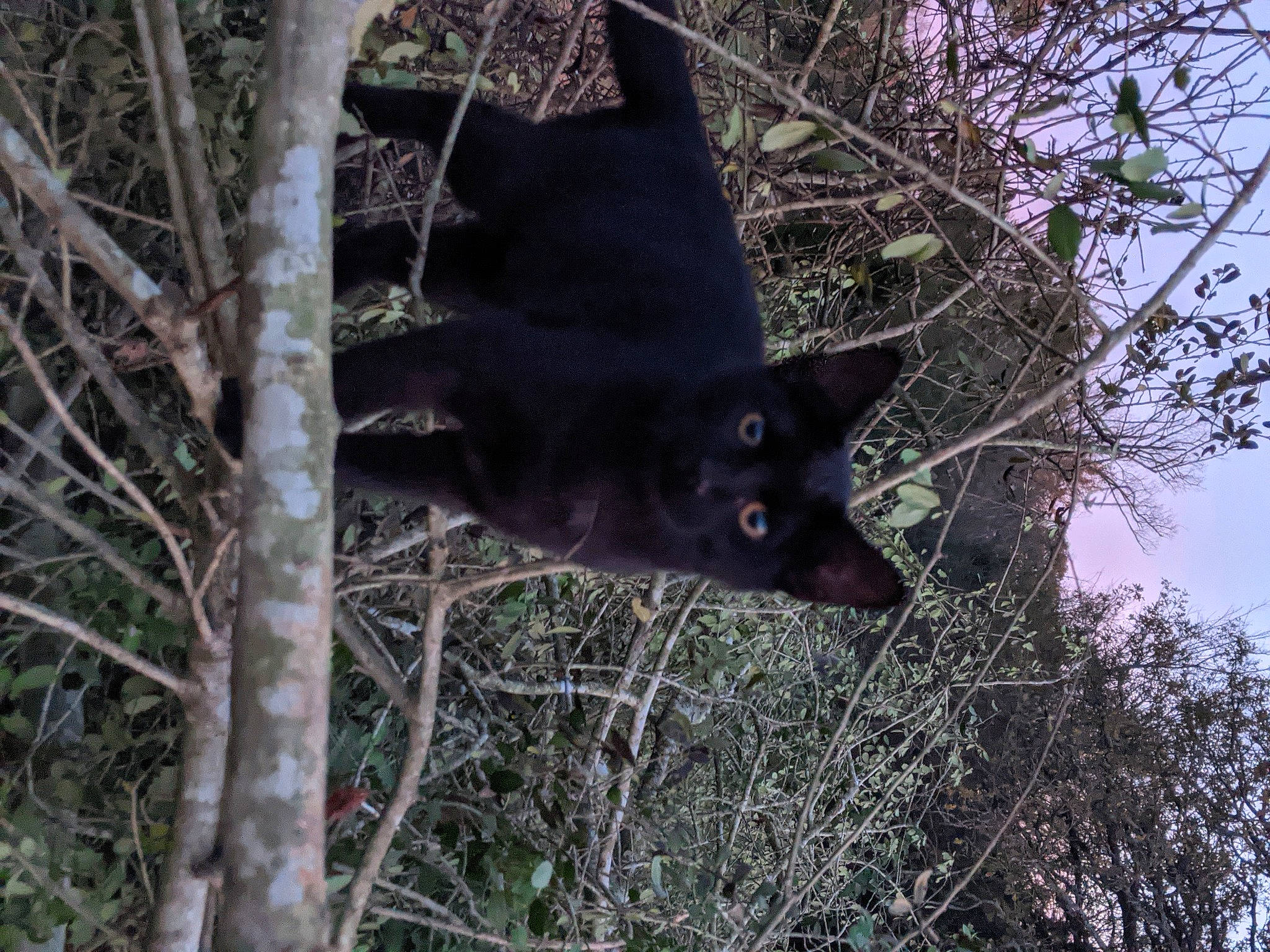 Little Girl Shadow is registered to the contest to win money with this photo: black_cat, branch, carnivore, cat, felidae, plant, small_to_medium_sized_cats, tree, whiskers