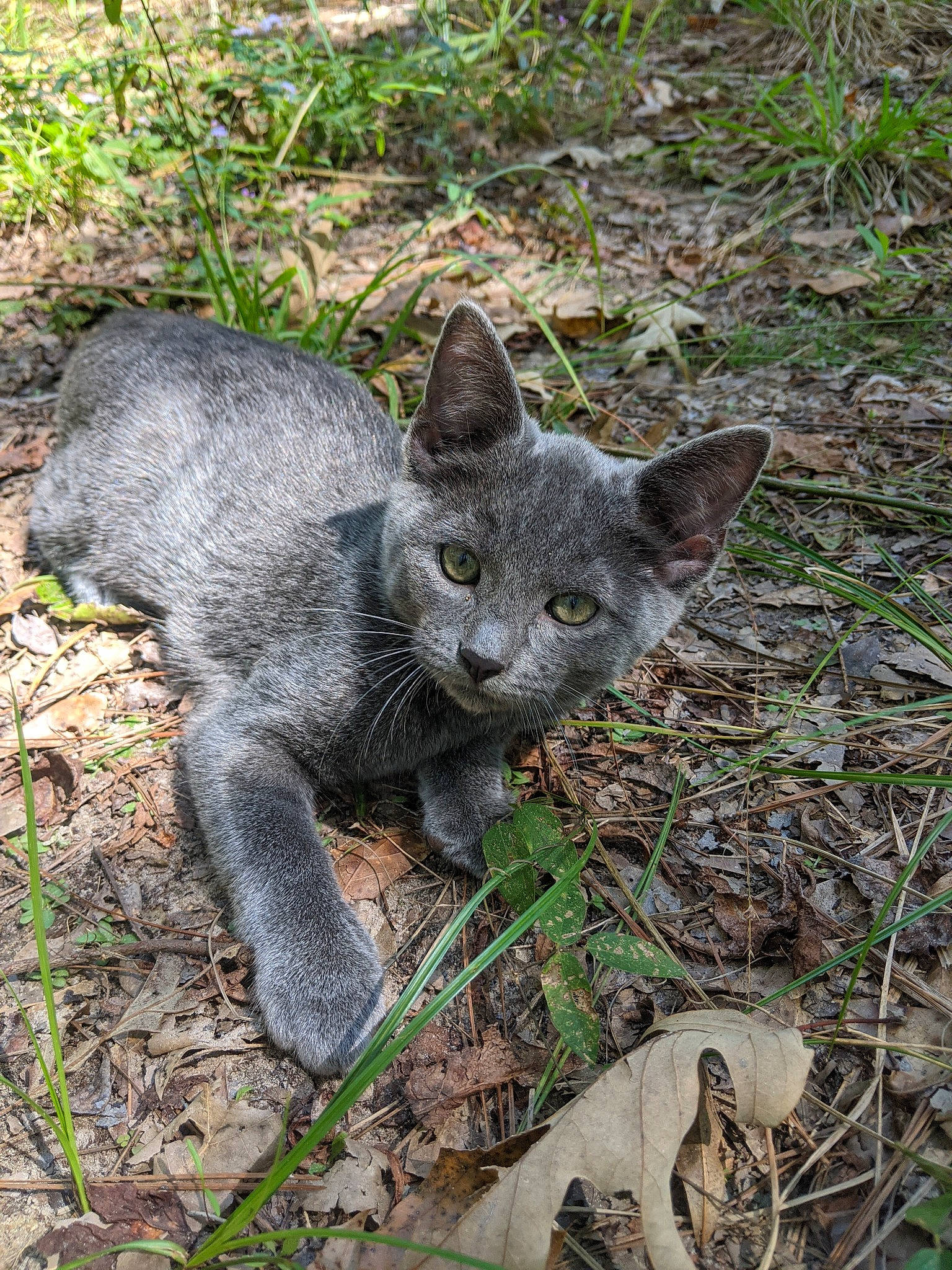 Dorian joined the competition — help win amazing prizes! carnivore, cat, chartreux, domestic_short_haired_cat, felidae, grass, kitten, mammal, russian_blue, small_to_medium_sized_cats, vertebrate, whiskers, wild_cat, wildlife