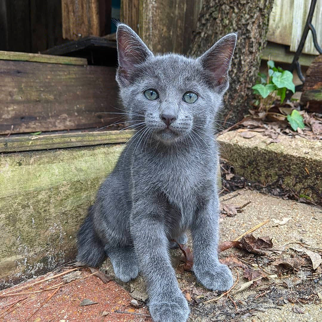 Dorian is registered to the contest to win money with this photo: asian, carnivore, cat, chartreux, domestic_short_haired_cat, felidae, german_rex, kitten, korat, mammal, nebelung, russian_blue, small_to_medium_sized_cats, vertebrate, whiskers, wildlife