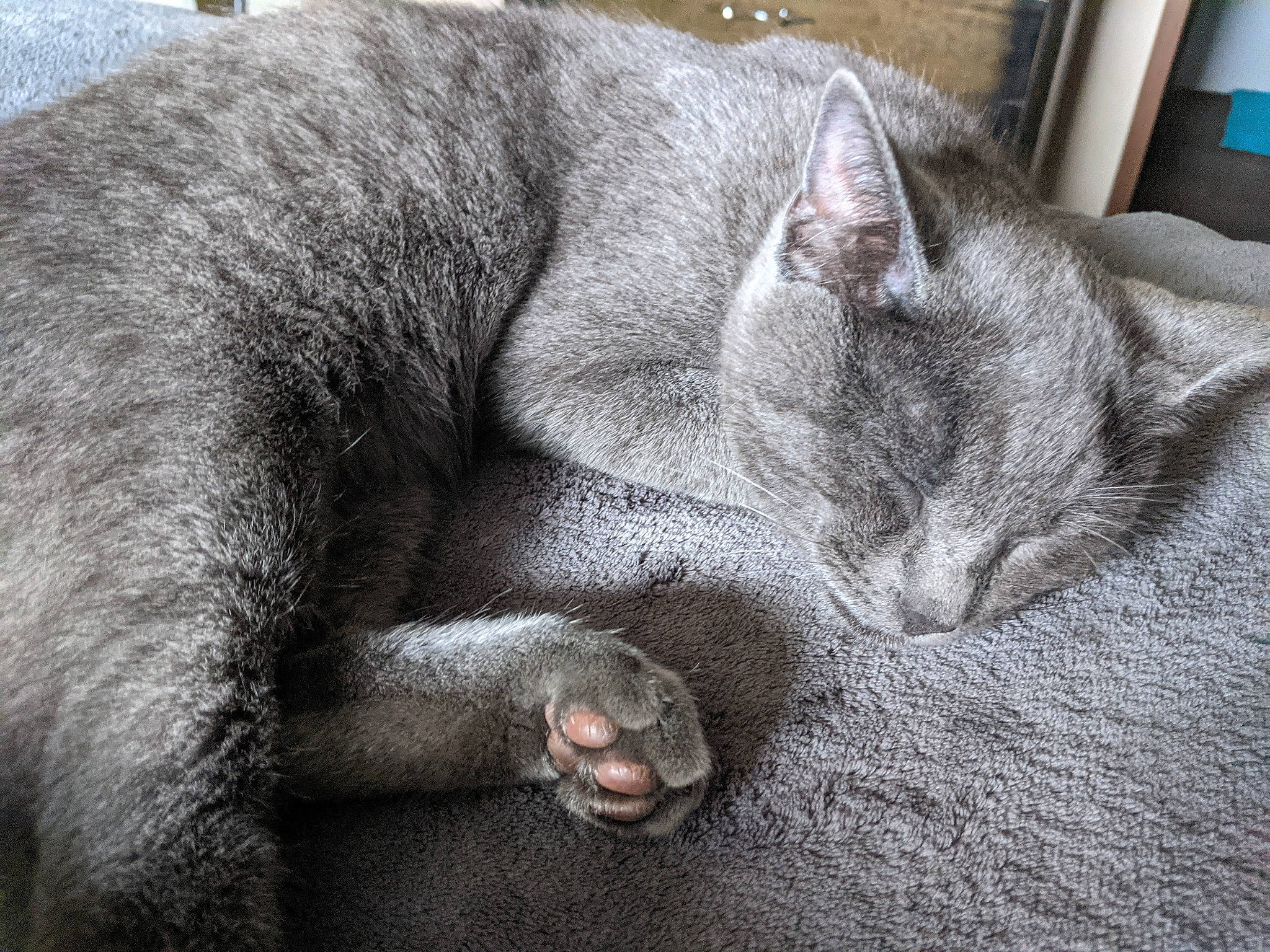Dorian joined the competition — help win amazing prizes! asian, burmilla, carnivore, cat, chartreux, comfort, domestic_short_haired_cat, ear, felidae, korat, mammal, nap, russian_blue, singapura, sleep, small_to_medium_sized_cats, snout, whiskers