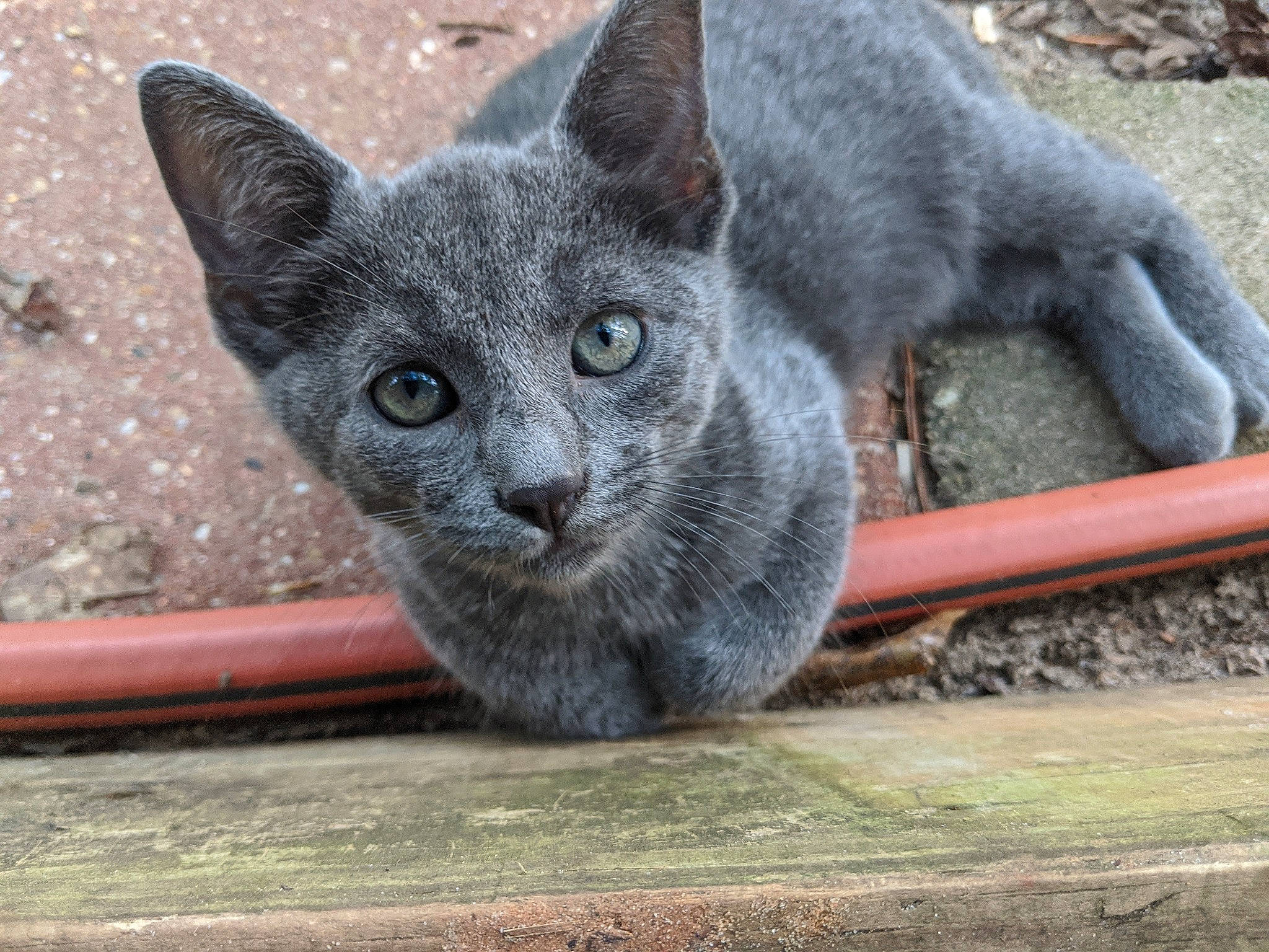 Dorian joined the competition — help win amazing prizes! asian, british_shorthair, burmese, carnivore, cat, chartreux, domestic_short_haired_cat, felidae, german_rex, kitten, korat, mammal, nebelung, russian_blue, small_to_medium_sized_cats, snout, vertebrate, whiskers