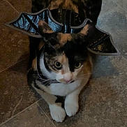 Aurora joined the competition — help win amazing prizes! cat, calico, bat_wings, costume, pet, animal, indoor, floor, tile, curious, cute, whiskers, paws, fur, head, ears, eyes, black, orange, white
