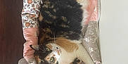 Aurora is registered to the contest to win money with this photo: cat, calico_cat, pet_bed, floral_pattern, pastel_colors, cozy, indoor, wooden_floor, furniture, relaxed, lying_down, green_eyes, domestic_cat, cute, animal, mammal, whiskers, fur, resting, home