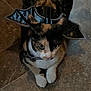 Aurora joined the competition — help win amazing prizes! cat, calico, bat_wings, costume, pet, animal, indoor, floor, tile, curious, cute, whiskers, paws, fur, head, ears, eyes, black, orange, white