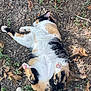 Aurora is registered to the contest to win money with this photo: cat, calico, outdoor, nature, relaxed, sleeping, animal, fur, pet, leaf, ground, dry, cracked_soil, paw, pink_paw_pads, tail, whiskers, ear, creature, mammal