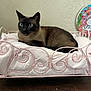 cat, siamese_cat, pet, indoor, feline, cushion, bed, pink, metal_bed_frame, curious, blue_eyes, resting, animal, fur, whiskers, portrait, home, comfort, floor, wall