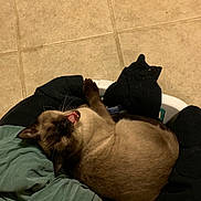 Grim joined the competition — help win amazing prizes! cat, siamese_cat, laundry_basket, clothes, tile_floor, indoor, pet, sleepy, mouth_open, whiskers, fur, resting, cozy, domestic, animal, relaxed, cute, home, feline, tongue