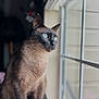 cat, siamese_cat, blue_eyes, window, indoor, pet, animal, fur, whiskers, ears, portrait, looking_out, natural_light, soft_light, sitting, feline, domestic_animal, closeup, curious, quiet