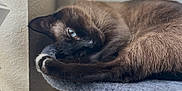Grim is registered to the contest to win money with this photo: cat, siamese_cat, feline, pet, indoor, cat_tree, gray, blue_eyes, fur, resting, curled_up, window, shutter, plush, relaxed, animal, domestic_animal, cute, whiskers, paw