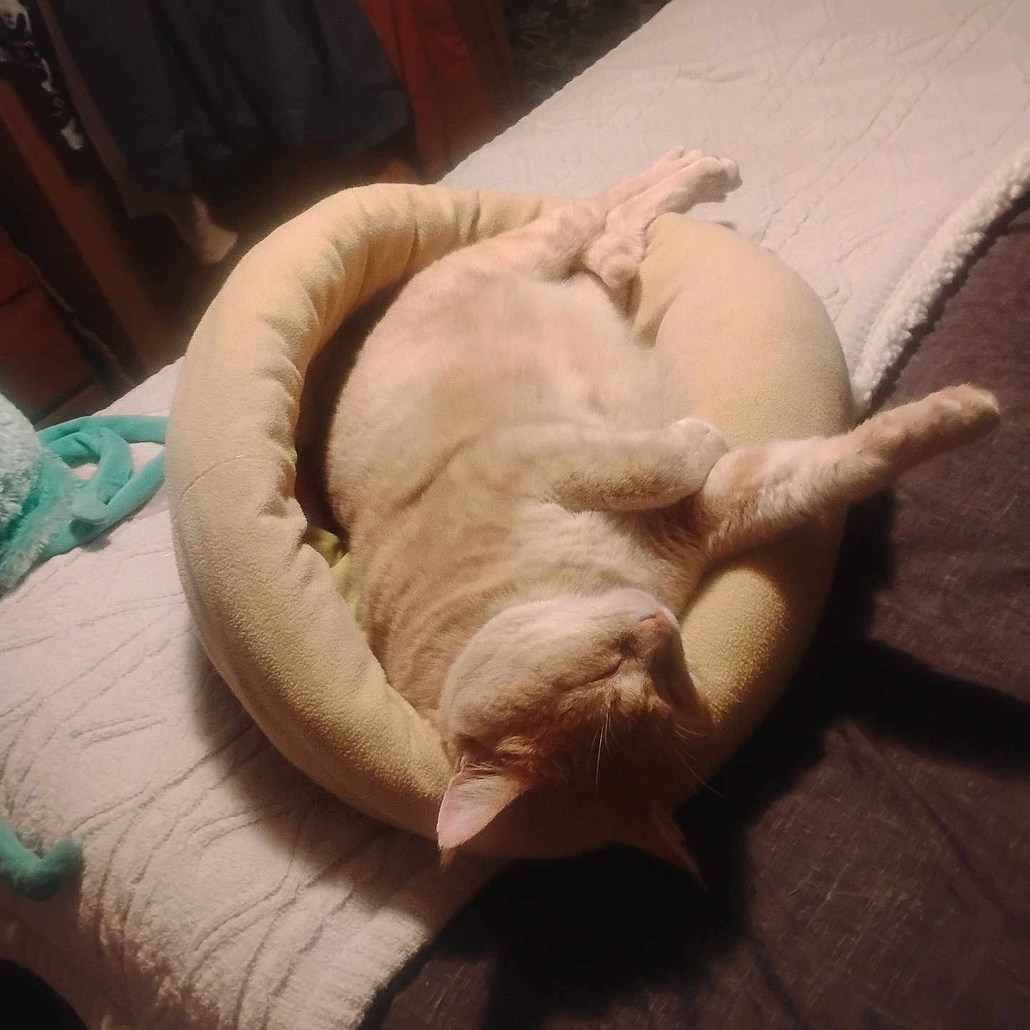 Philly Cheese Steaks is registered to the contest to win money with this photo: animal, bed, blanket, cat, cozy, cushion, cute, domestic_cat, feline, furniture, household, indoor, orange_cat, paw, pet, relaxed, resting, sleeping, soft, tabby_cat