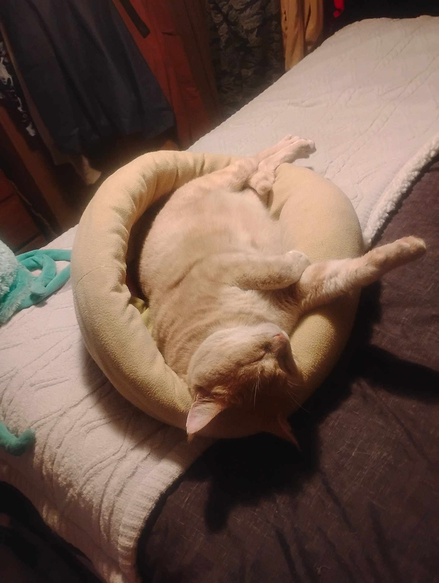 Philly Cheese Steaks is registered to the contest to win money with this photo: animal, bed, blanket, cat, cozy, cushion, cute, domestic_cat, feline, furniture, household, indoor, orange_cat, paw, pet, relaxed, resting, sleeping, soft, tabby_cat