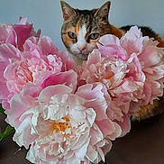 Mina a rejoint le concours — aidez-le/la à gagner de superbes lots ! background, bouquet, calm, cat, close_up, curious, cute, decor, domestic_animal, feline, floral_arrangement, flowers, indoor, nature, pet, pink_peonies, plant, soft_colors, still_life, table