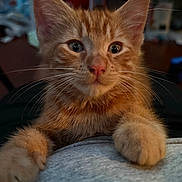 Phoenix is registered to the contest to win money with this photo: cat, kitten, orange_tabby, close_up, whiskers, paws, fur, indoor, person, resting, curious_eyes, pet, animal, cute, young, mammal, domestic, face, portrait, cozy