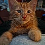 cat, kitten, orange_tabby, close_up, whiskers, paws, fur, indoor, person, resting, curious_eyes, pet, animal, cute, young, mammal, domestic, face, portrait, cozy
