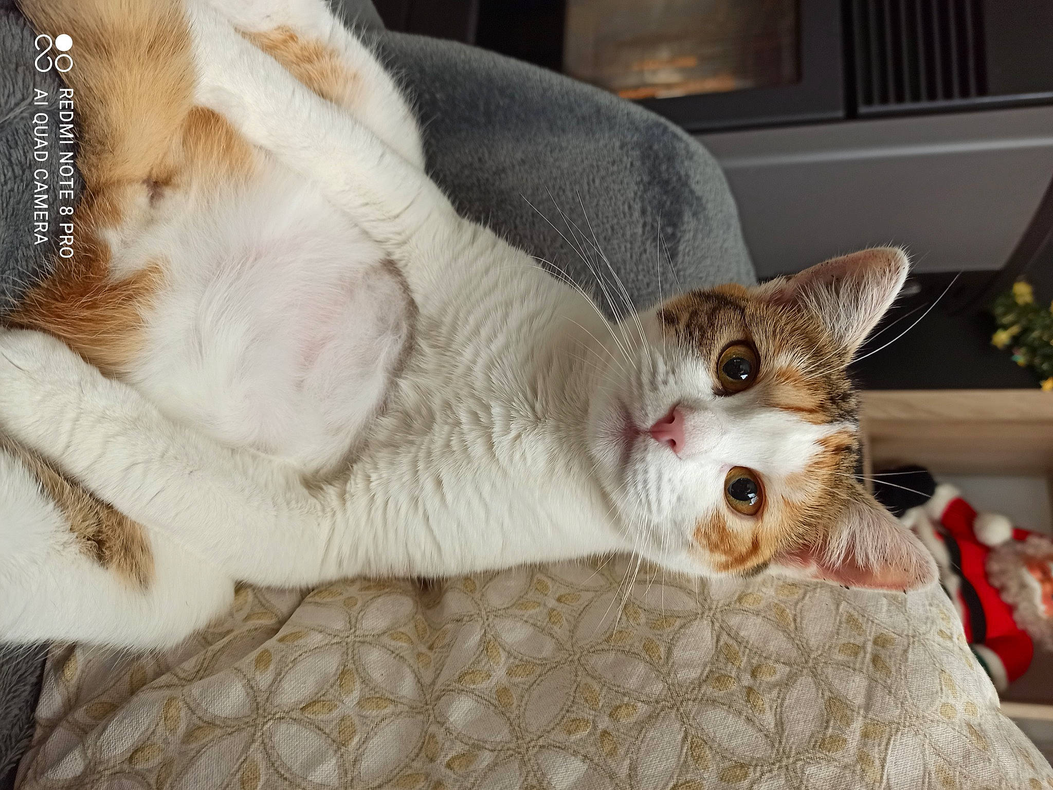 Soquette a rejoint le concours — aidez-le/la à gagner de superbes lots ! carnivore, cat, claw, comfort, couch, domestic_short_haired_cat, fawn, felidae, foot, fur, linens, paw, picture_frame, plant, small_to_medium_sized_cats, snout, tail, whiskers