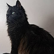 Freya is registered to the contest to win money with this photo: animal, black_cat, butterfly, calm, cat, close_up, decor, domestic_cat, feline, fluffy_fur, green_eyes, indoor, pet, portrait, profile_view, quiet, sitting, soft_light, wall, whiskers