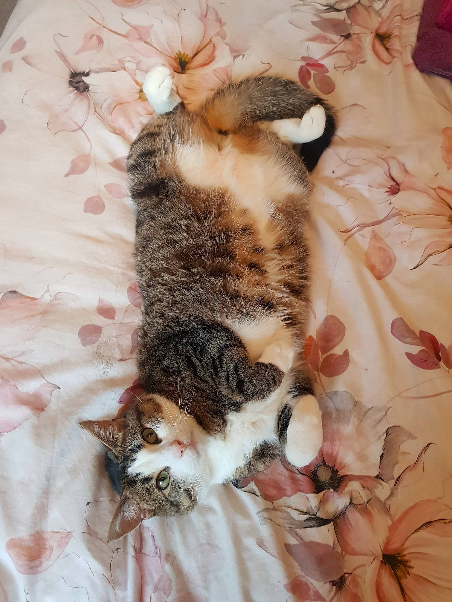 Greg joined the competition — help win amazing prizes! carnivore, cat, claw, comfort, domestic_short_haired_cat, fawn, felidae, fur, linens, pattern, paw, peach, plant, small_to_medium_sized_cats, tail, whiskers