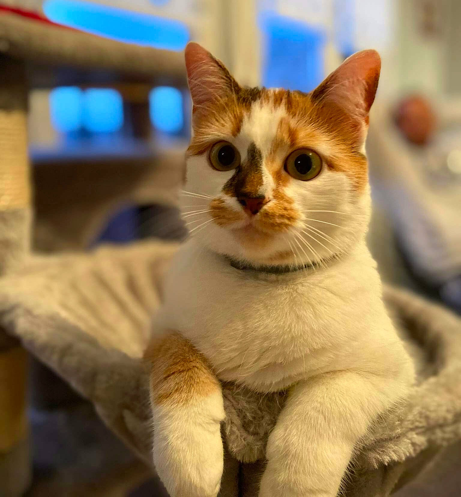 Macha a rejoint le concours — aidez-le/la à gagner de superbes lots ! carnivore, cat, claw, domestic_short_haired_cat, fawn, felidae, fur, paw, photo_caption, small_to_medium_sized_cats, tail, terrestrial_animal, whiskers, wildlife, window