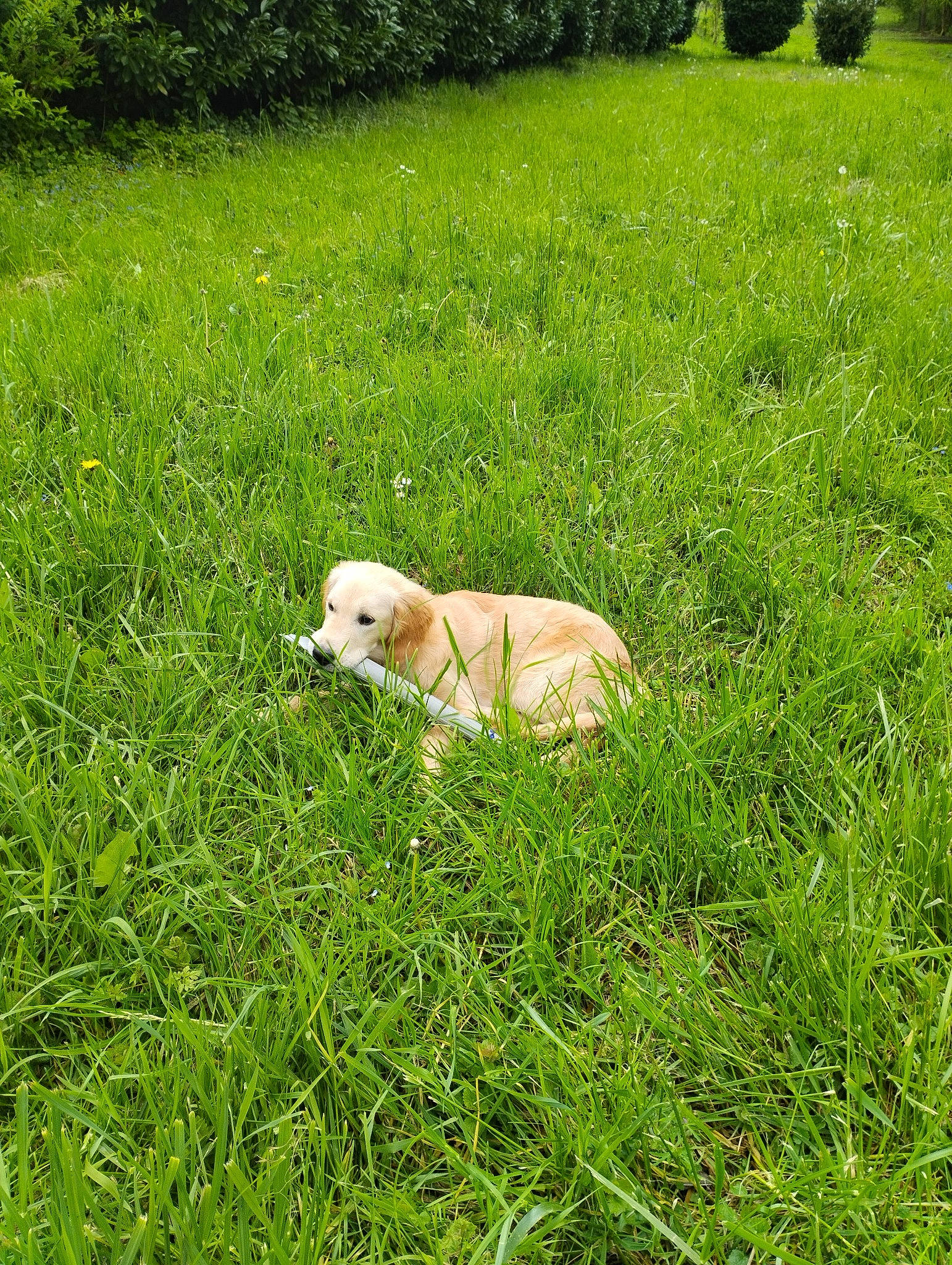 Urko a rejoint le concours — aidez-le/la à gagner de superbes lots ! carnivore, companion_dog, dog, dog_breed, fawn, grass, grassland, groundcover, gun_dog, lawn, meadow, pasture, plant, prairie, retriever, shrub, sporting_group, tail, tree, working_animal